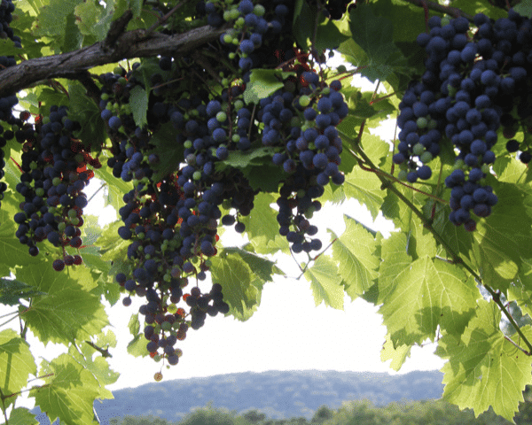 Marquette Grapes Vineyard