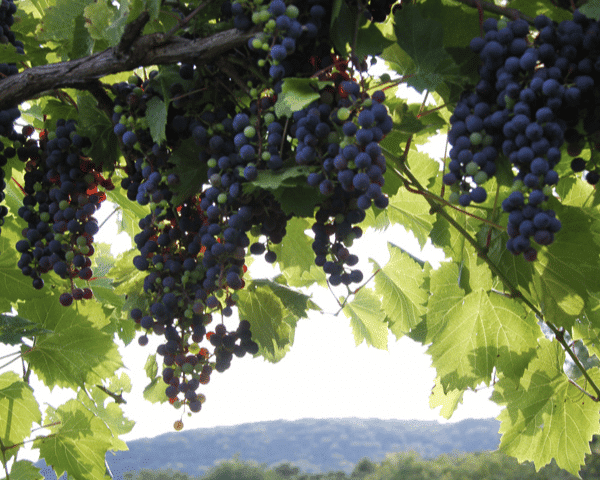 Marquette Grapes Vineyard Marquette Grapes Vineyard